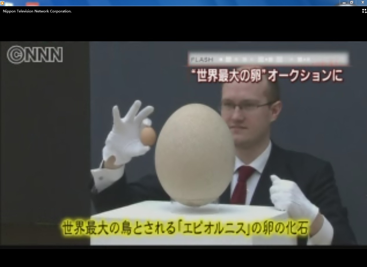 biggest egg.jpg