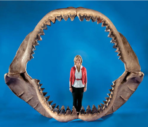 拍卖最大的远古鲨鱼颌骨